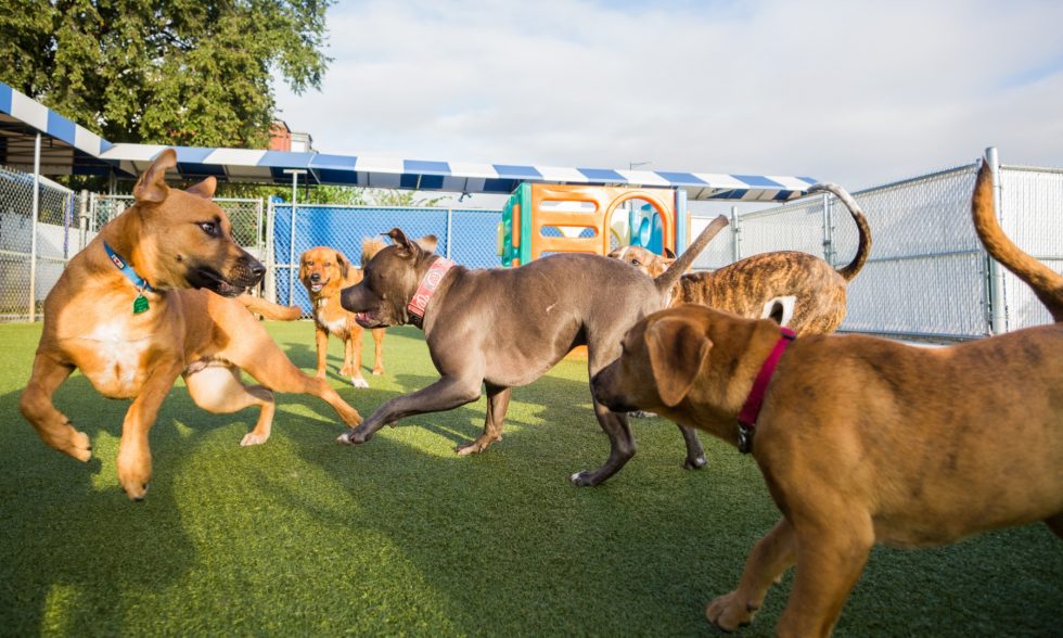dog daycare live cam