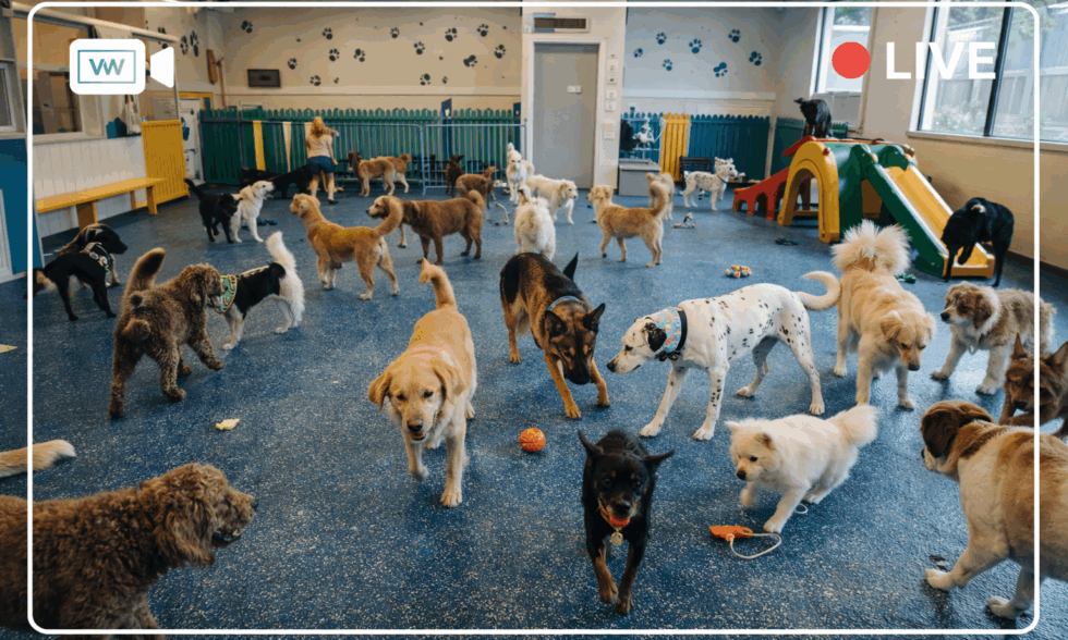Pet Daycare Live Cams